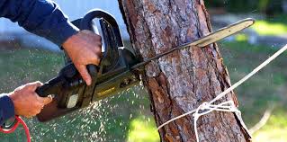 Best Tree Preservation Services  in Burkesville, KY