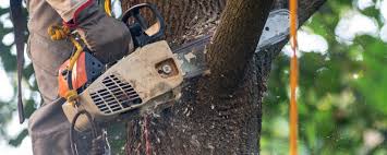 Best Tree Disease Treatment  in Burkesville, KY