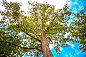 Best Leaf Removal  in Burkesville, KY