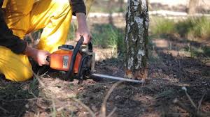 Best Tree Removal  in Burkesville, KY
