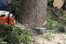 Best Tree Cabling and Bracing  in Burkesville, KY