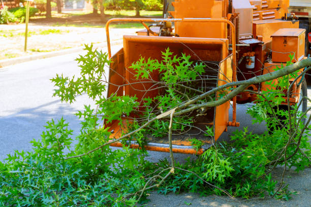 Best Lawn Irrigation Installation and Maintenance  in Burkesville, KY