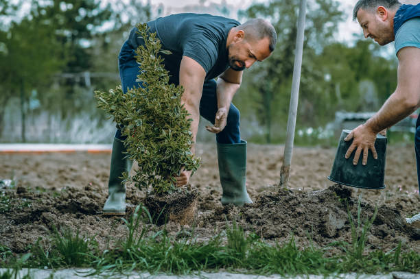 Best Emergency Tree Removal  in Burkesville, KY