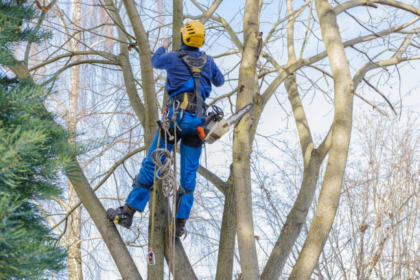Trusted Burkesville, KY Tree Services Experts