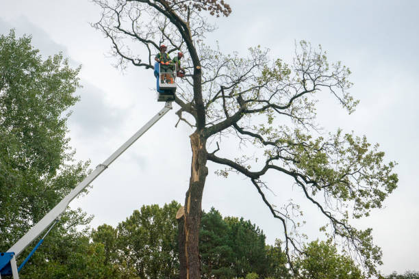 Best Tree Health Inspection  in Burkesville, KY