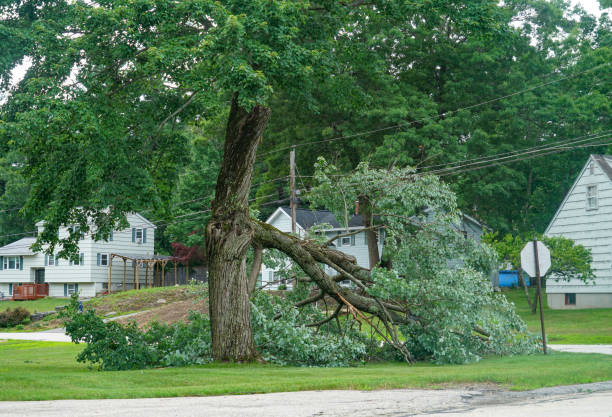 Best Leaf Removal  in Burkesville, KY
