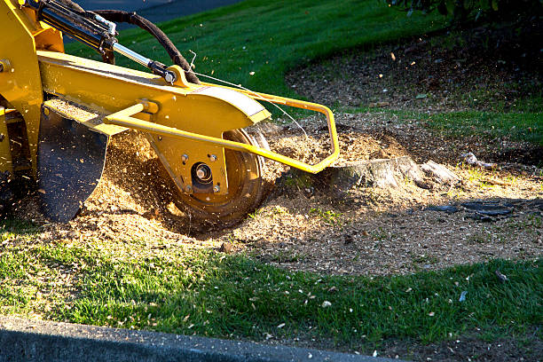 Best Lawn Maintenance Plans  in Burkesville, KY
