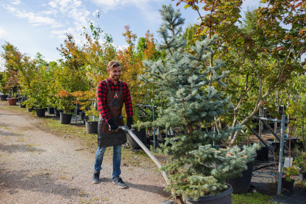 How Our Tree Care Process Works  in  Burkesville, KY