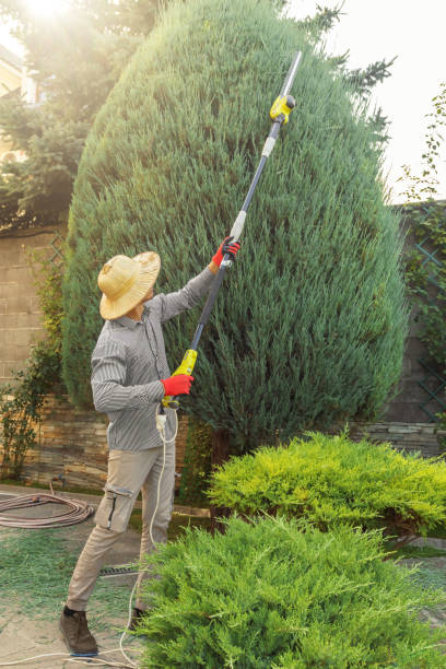 Best Lawn Drainage Solutions  in Burkesville, KY
