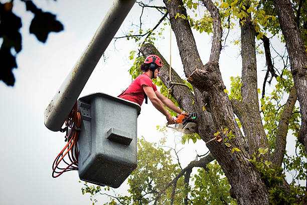 Best Mulching Services  in Burkesville, KY