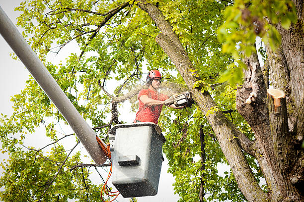 Best Emergency Tree Removal  in Burkesville, KY