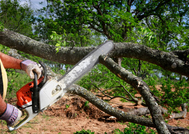 Best Soil Testing and Treatment  in Burkesville, KY